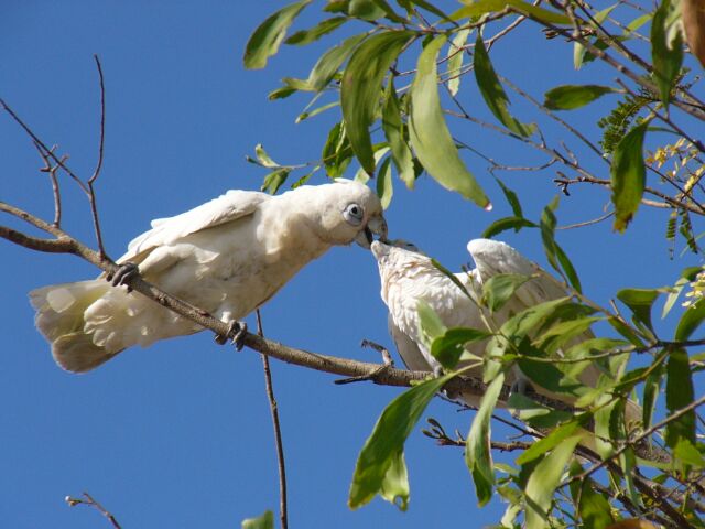 Corella Feeding Baby